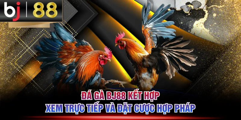 Đá gà BJ88 kết hợp xem trực tiếp và đặt cược hợp pháp