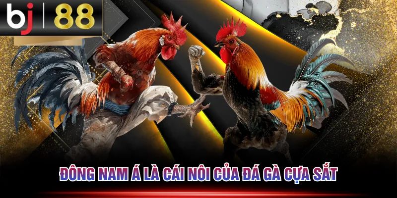 Đông Nam Á là cái nôi của đá gà cựa sắt