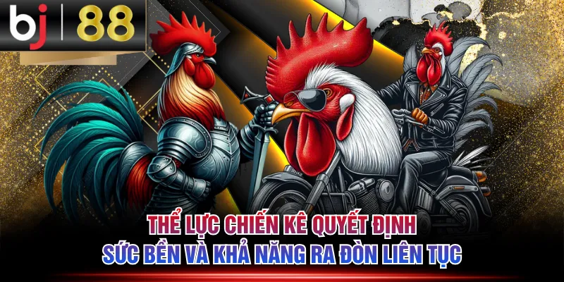 Thể lực chiến kê quyết định sức bền và khả năng ra đòn liên tục