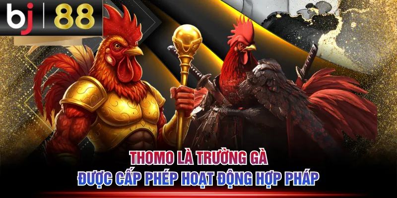 Thomo là trường gà được cấp phép hoạt động hợp pháp