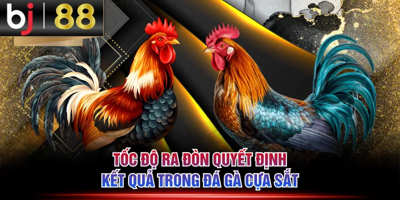 Tốc độ ra đòn quyết định kết quả trong đá gà cựa sắt