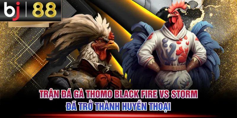 Trận đá gà Thomo Black Fire vs Storm đã trở thành huyền thoại